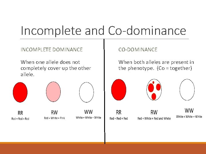 Incomplete and Co-dominance INCOMPLETE DOMINANCE CO-DOMINANCE When one allele does not completely cover up