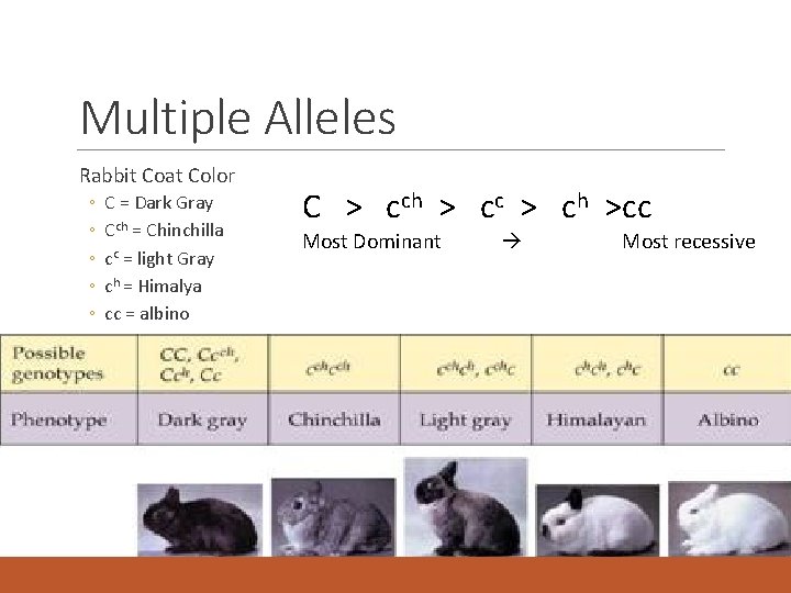 Multiple Alleles Rabbit Coat Color ◦ ◦ ◦ C = Dark Gray Cch =