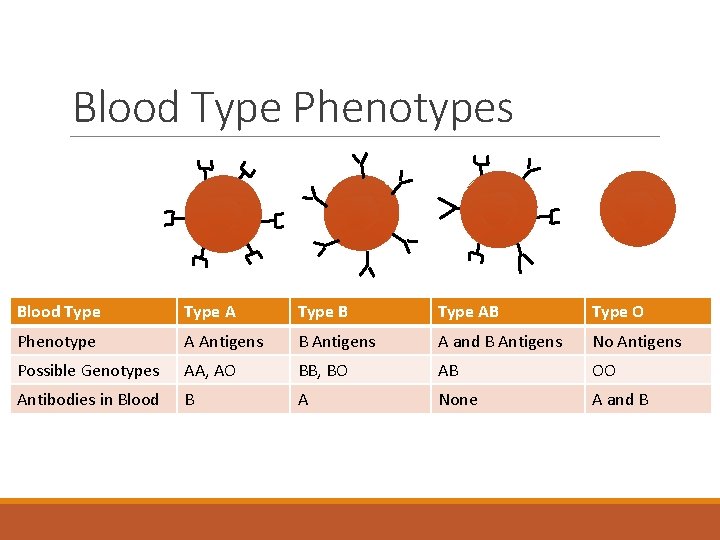 Blood Type Phenotypes Blood Type A Type B Type AB Type O Phenotype A