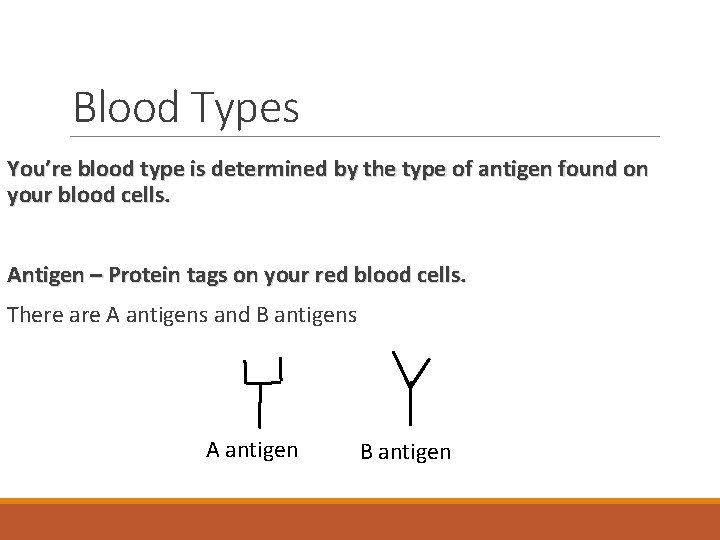 Blood Types You’re blood type is determined by the type of antigen found on