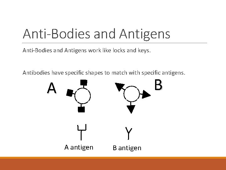 Anti-Bodies and Antigens work like locks and keys. Antibodies have specific shapes to match