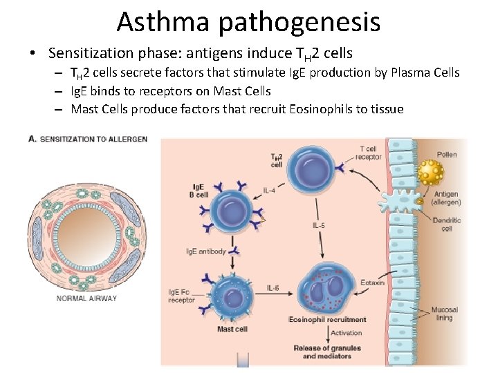 Asthma pathogenesis • Sensitization phase: antigens induce TH 2 cells – TH 2 cells Asthma pathogenesis • Sensitization phase: antigens induce TH 2 cells – TH 2 cells