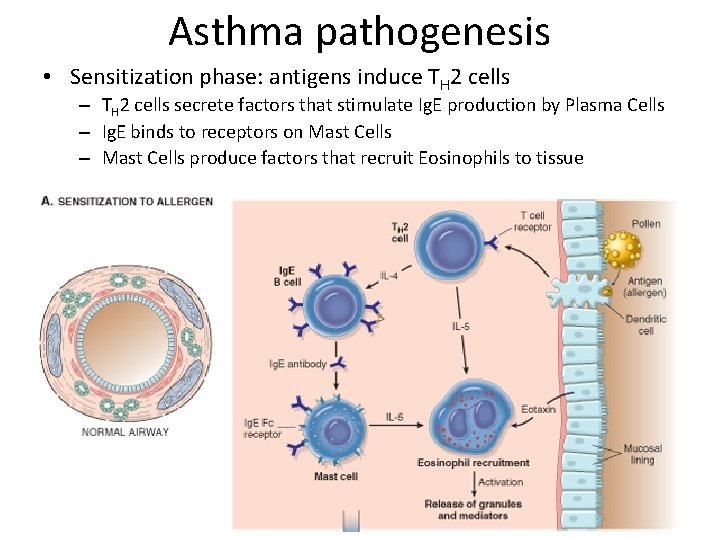 Asthma pathogenesis • Sensitization phase: antigens induce TH 2 cells – TH 2 cells