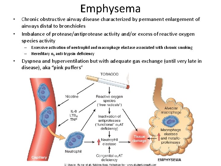 Emphysema • • Chronic obstructive airway disease characterized by permanent enlargement of airways distal