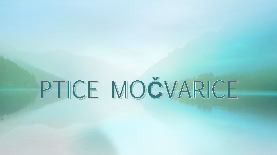 PTICE MOČVARICE PTICE MOČVARICE