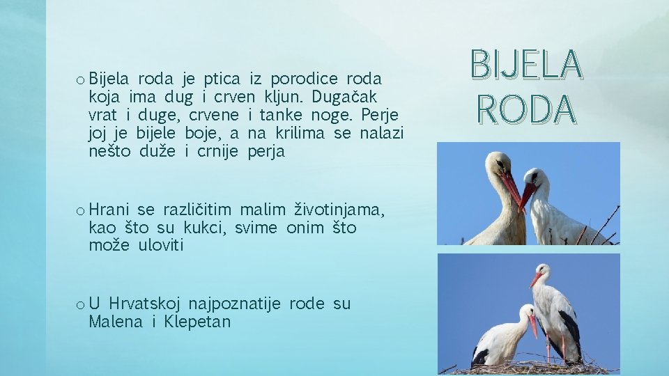 o Bijela roda je ptica iz porodice roda koja ima dug i crven kljun. o Bijela roda je ptica iz porodice roda koja ima dug i crven kljun.
