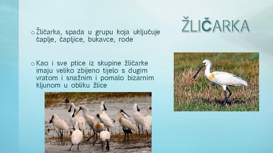 o Žličarka, spada u grupu koja uključuje čaplje, čapljice, bukavce, rode o Kao i o Žličarka, spada u grupu koja uključuje čaplje, čapljice, bukavce, rode o Kao i
