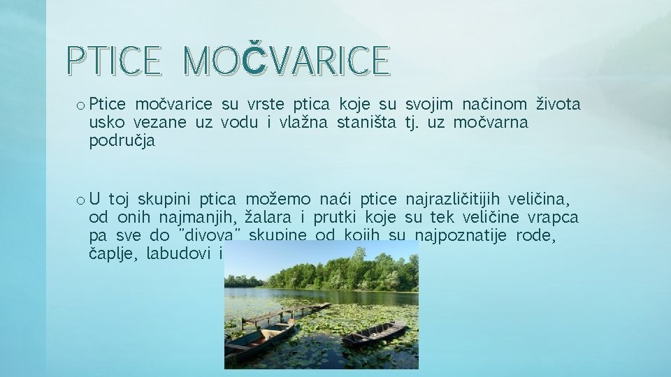 PTICE MOČVARICE o Ptice močvarice su vrste ptica koje su svojim načinom života usko PTICE MOČVARICE o Ptice močvarice su vrste ptica koje su svojim načinom života usko