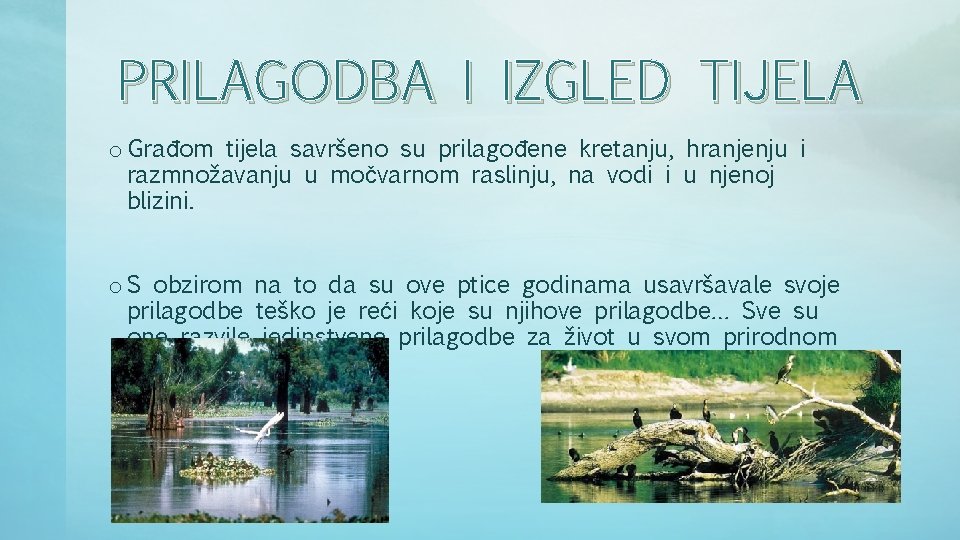 PRILAGODBA I IZGLED TIJELA o Građom tijela savršeno su prilagođene kretanju, hranjenju i razmnožavanju PRILAGODBA I IZGLED TIJELA o Građom tijela savršeno su prilagođene kretanju, hranjenju i razmnožavanju