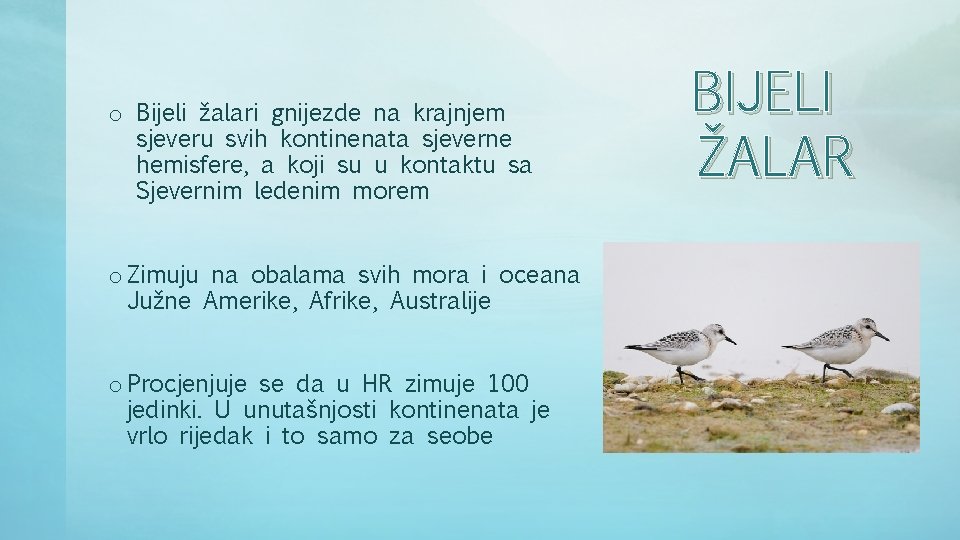 o Bijeli žalari gnijezde na krajnjem sjeveru svih kontinenata sjeverne hemisfere, a koji su o Bijeli žalari gnijezde na krajnjem sjeveru svih kontinenata sjeverne hemisfere, a koji su