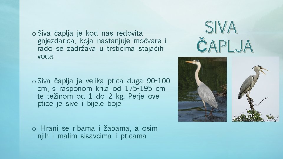o Siva čaplja je kod nas redovita gnjezdarica, koja nastanjuje močvare i rado se o Siva čaplja je kod nas redovita gnjezdarica, koja nastanjuje močvare i rado se