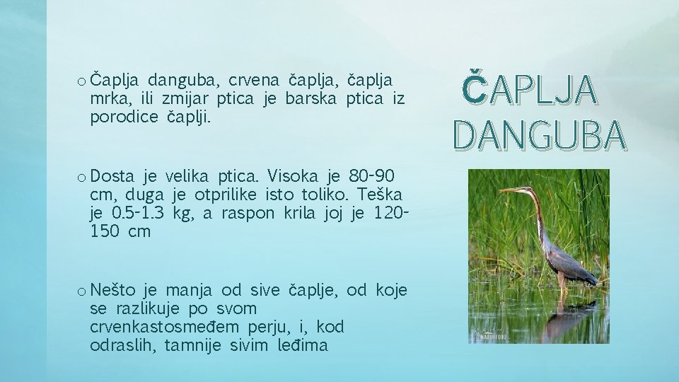 o Čaplja danguba, crvena čaplja, čaplja mrka, ili zmijar ptica je barska ptica iz o Čaplja danguba, crvena čaplja, čaplja mrka, ili zmijar ptica je barska ptica iz