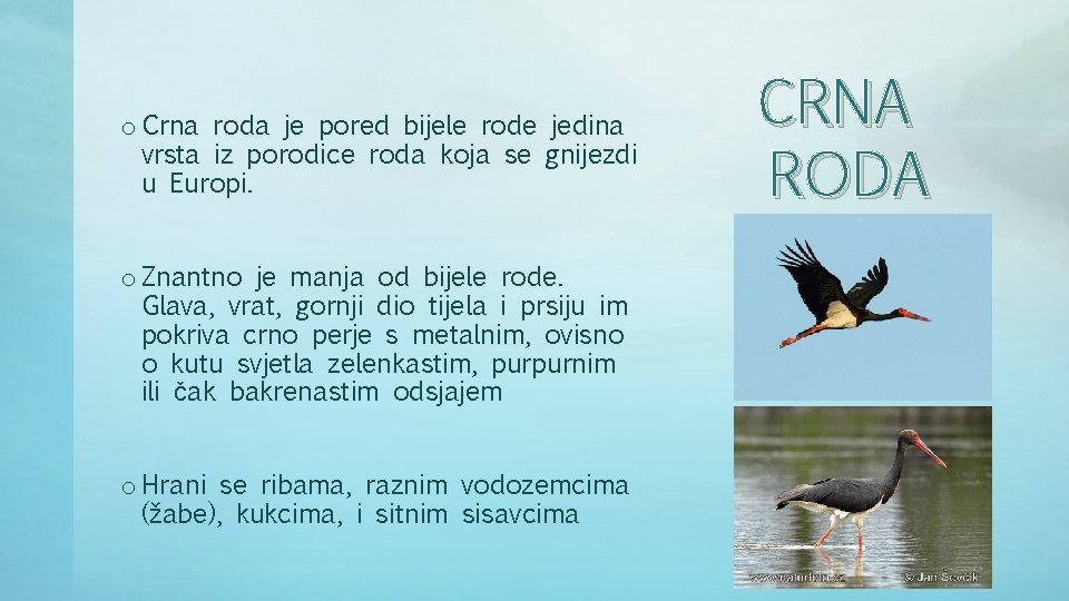 o Crna roda je pored bijele rode jedina vrsta iz porodice roda koja se o Crna roda je pored bijele rode jedina vrsta iz porodice roda koja se