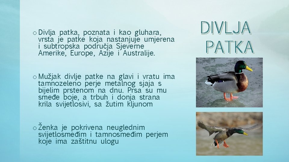 o Divlja patka, poznata i kao gluhara, vrsta je patke koja nastanjuje umjerena i o Divlja patka, poznata i kao gluhara, vrsta je patke koja nastanjuje umjerena i