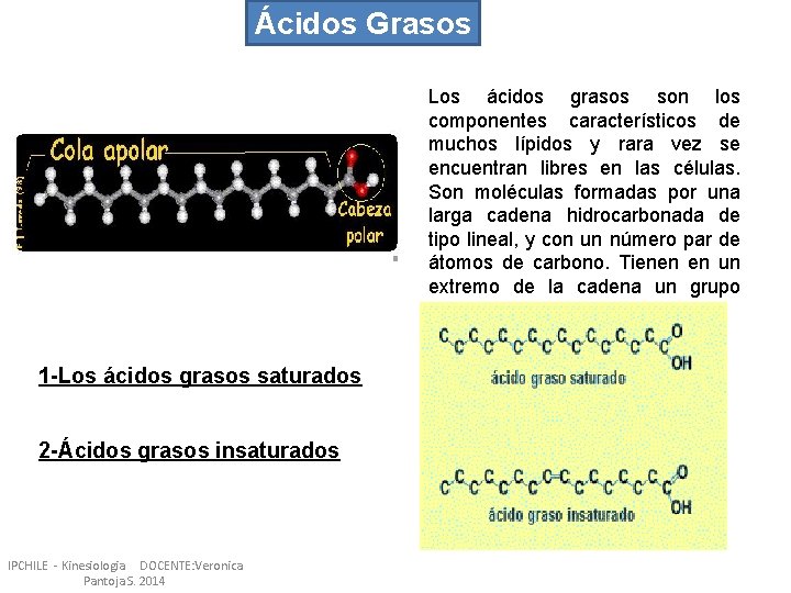 Ácidos Grasos Los ácidos grasos son los componentes característicos de muchos lípidos y rara