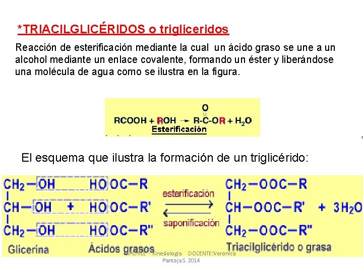 *TRIACILGLICÉRIDOS o trigliceridos Reacción de esterificación mediante la cual un ácido graso se une