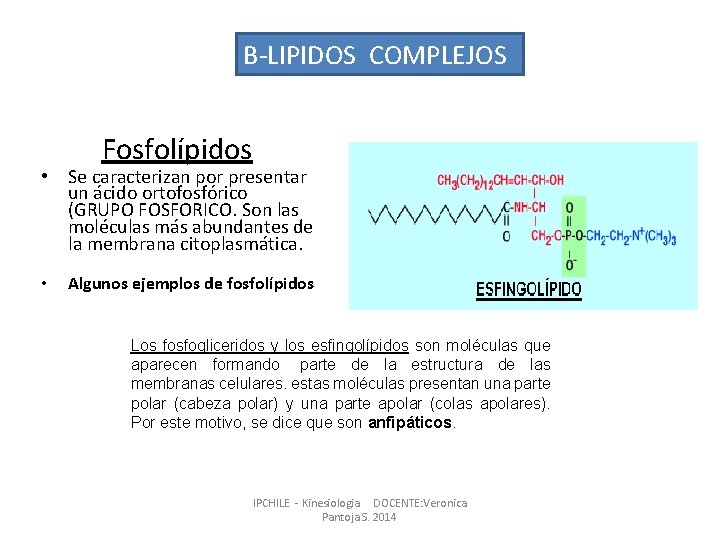 B-LIPIDOS COMPLEJOS Fosfolípidos • Se caracterizan por presentar un ácido ortofosfórico (GRUPO FOSFORICO. Son