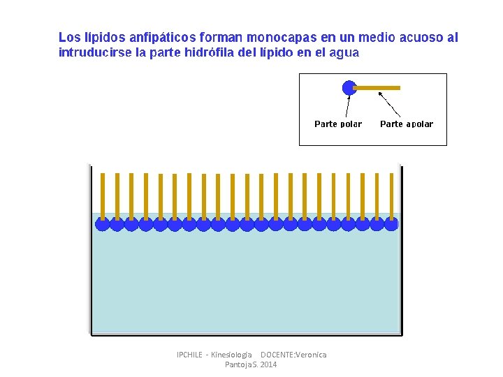 IPCHILE - Kinesiologia DOCENTE: Veronica Pantoja S. 2014 