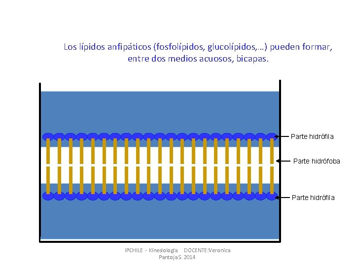 Los lípidos anfipáticos (fosfolípidos, glucolípidos, …) pueden formar, entre dos medios acuosos, bicapas. Parte