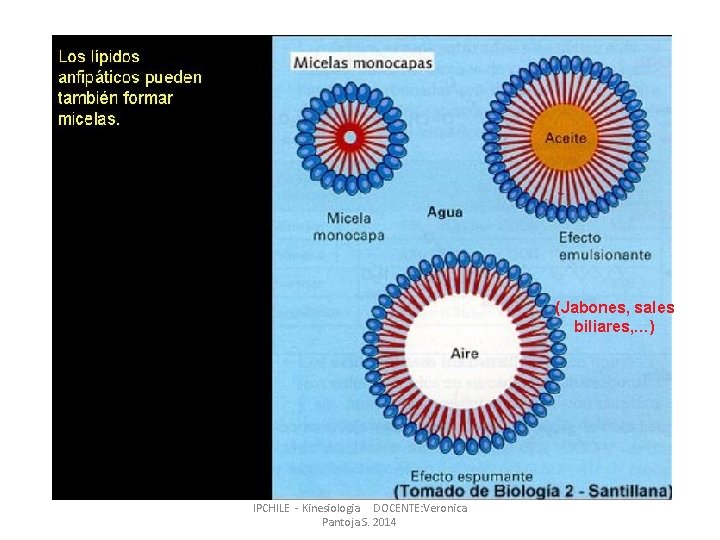 (Jabones, sales biliares, …) IPCHILE - Kinesiologia DOCENTE: Veronica Pantoja S. 2014 