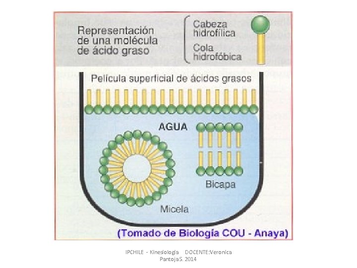 IPCHILE - Kinesiologia DOCENTE: Veronica Pantoja S. 2014 