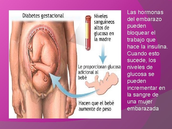 Las hormonas del embarazo pueden bloquear el trabajo que hace la insulina. Cuando esto