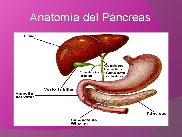 Anatomía del Páncreas 