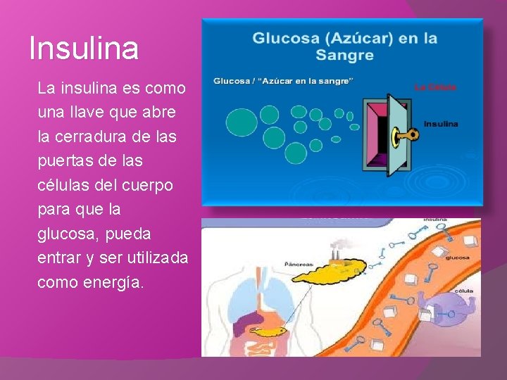 Insulina La insulina es como una llave que abre la cerradura de las puertas