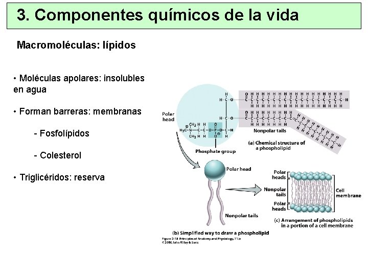 3. Componentes químicos de la vida Macromoléculas: lípidos • Moléculas apolares: insolubles en agua