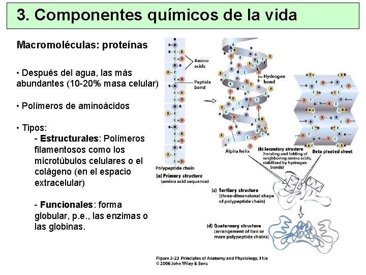 3. Componentes químicos de la vida Macromoléculas: proteínas • Después del agua, las más