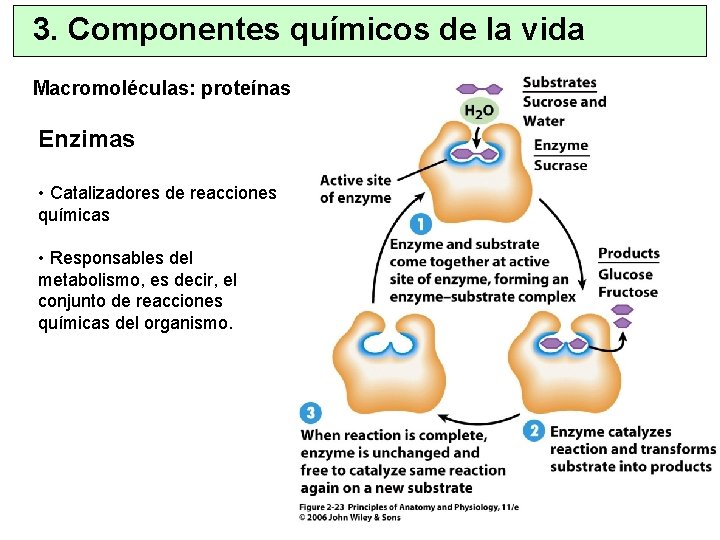 3. Componentes químicos de la vida Macromoléculas: proteínas Enzimas • Catalizadores de reacciones químicas