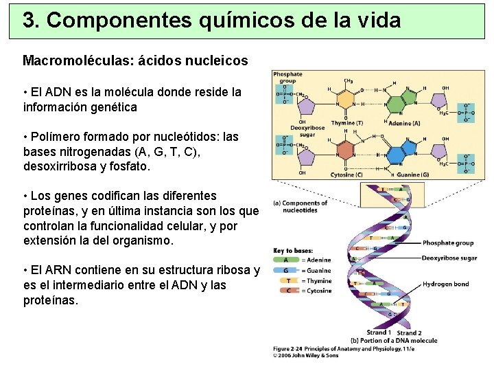 3. Componentes químicos de la vida Macromoléculas: ácidos nucleicos • El ADN es la