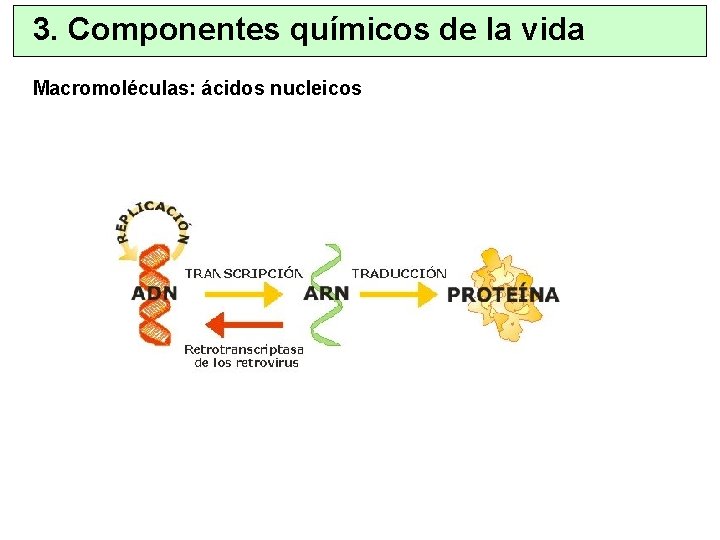 3. Componentes químicos de la vida Macromoléculas: ácidos nucleicos 