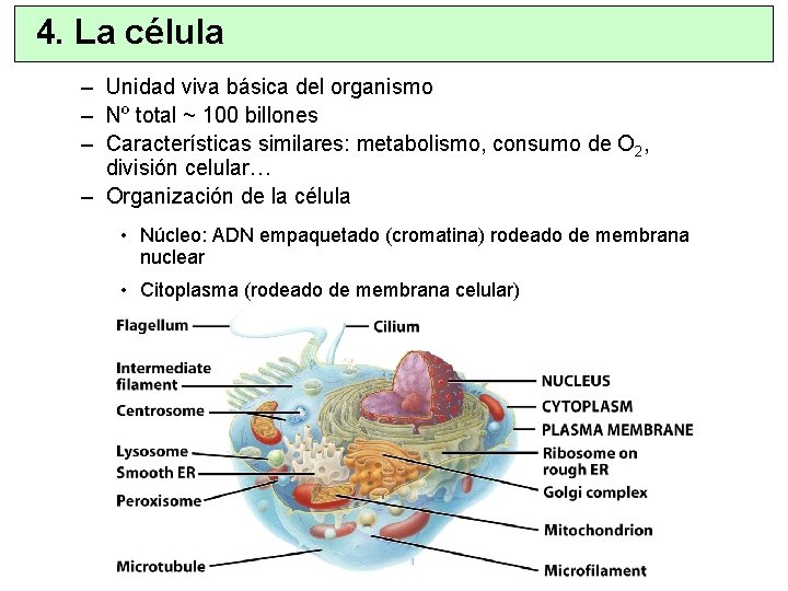 4. La célula – Unidad viva básica del organismo – Nº total ~ 100