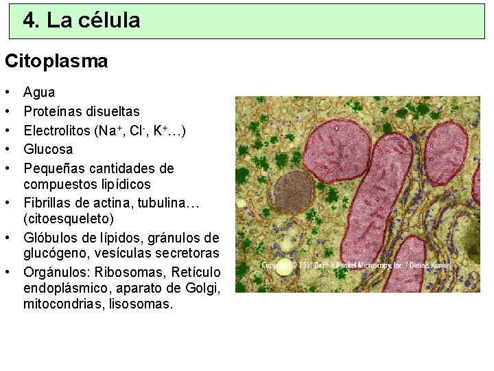 4. La célula Citoplasma • • • Agua Proteínas disueltas Electrolitos (Na+, Cl-, K+…)