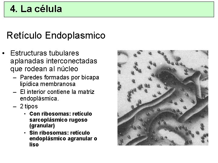 4. La célula Retículo Endoplasmico • Estructuras tubulares aplanadas interconectadas que rodean al núcleo
