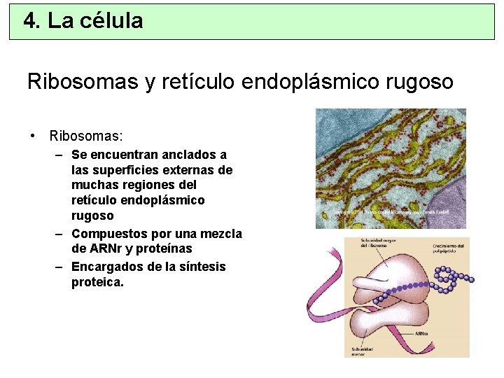 4. La célula Ribosomas y retículo endoplásmico rugoso • Ribosomas: – Se encuentran anclados