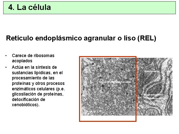 4. La célula Retículo endoplásmico agranular o liso (REL) • • Carece de ribosomas