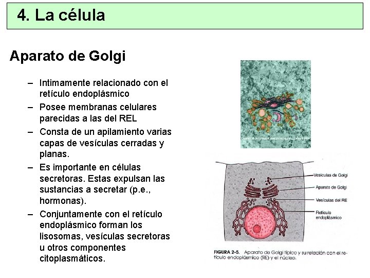 4. La célula Aparato de Golgi – Intimamente relacionado con el retículo endoplásmico –