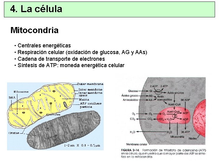 4. La célula Mitocondria • Centrales energéticas • Respiración celular (oxidación de glucosa, AG