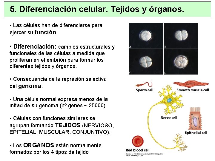 5. Diferenciación celular. Tejidos y órganos. • Las células han de diferenciarse para ejercer