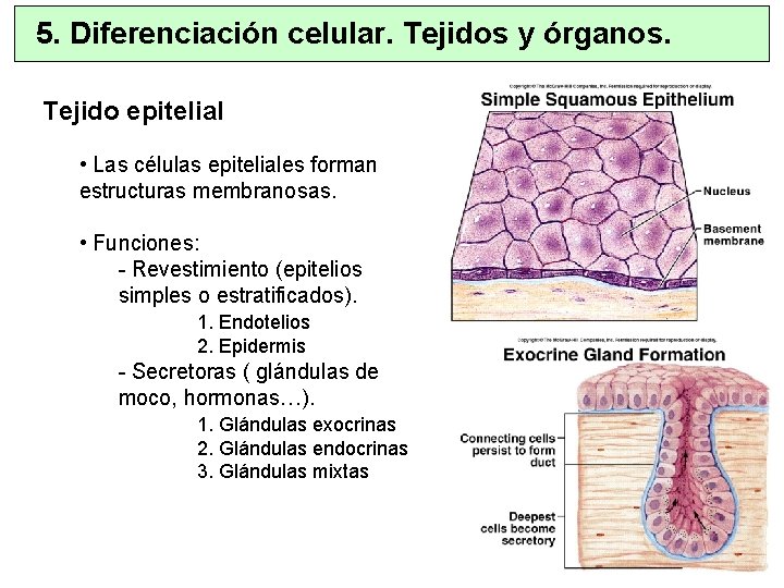 5. Diferenciación celular. Tejidos y órganos. Tejido epitelial • Las células epiteliales forman estructuras