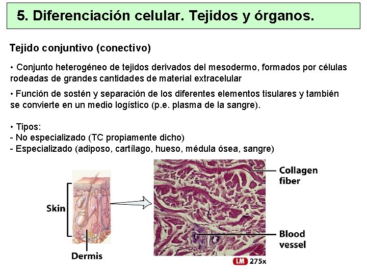 5. Diferenciación celular. Tejidos y órganos. Tejido conjuntivo (conectivo) • Conjunto heterogéneo de tejidos