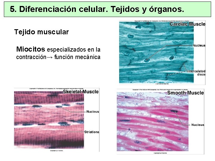 5. Diferenciación celular. Tejidos y órganos. Tejido muscular Miocitos especializados en la contracción→ función