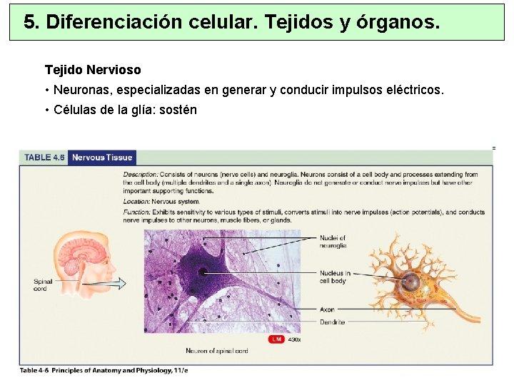 5. Diferenciación celular. Tejidos y órganos. Tejido Nervioso • Neuronas, especializadas en generar y