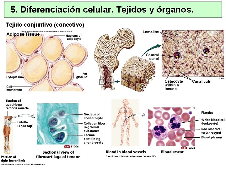 5. Diferenciación celular. Tejidos y órganos. Tejido conjuntivo (conectivo) 