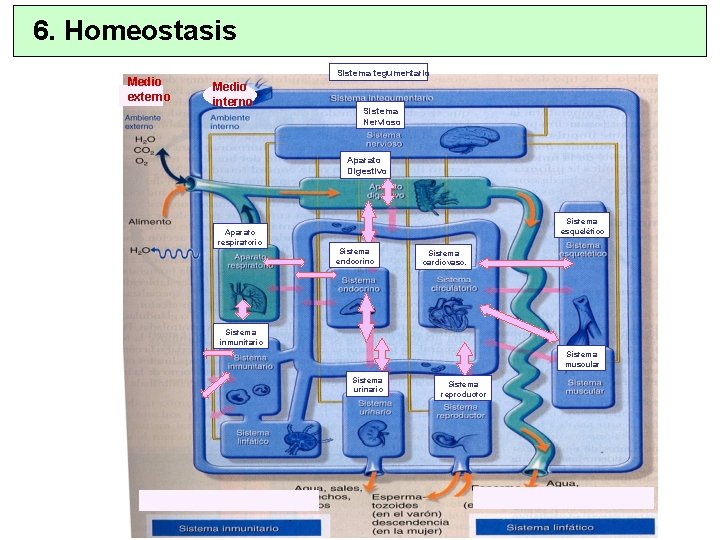 6. Homeostasis Medio externo Sistema tegumentario Medio interno Sistema Nervioso Aparato Digestivo Sistema esquelético