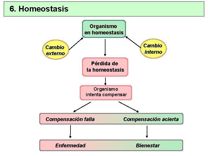 6. Homeostasis Organismo en homeostasis Cambio interno Cambio externo Pérdida de la homeostasis Organismo