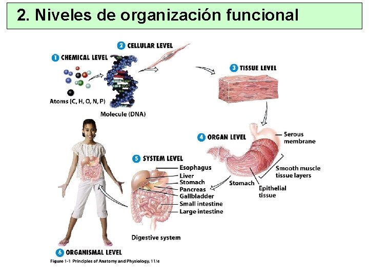 2. Niveles de organización funcional 