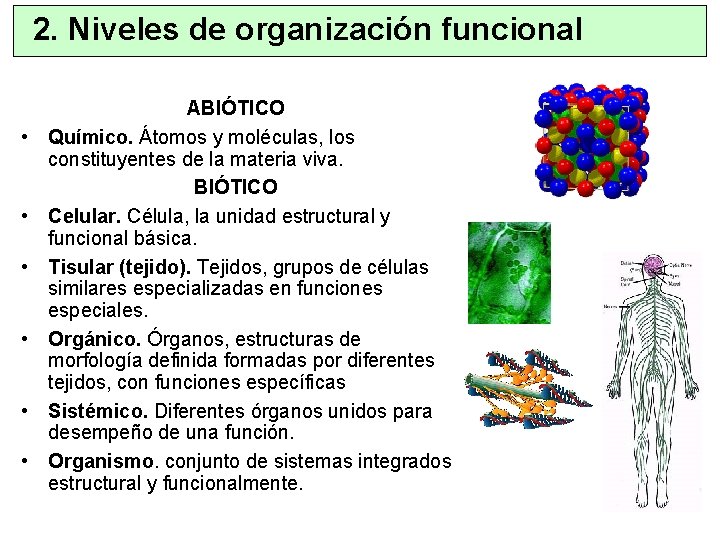 2. Niveles de organización funcional • • • ABIÓTICO Químico. Átomos y moléculas, los